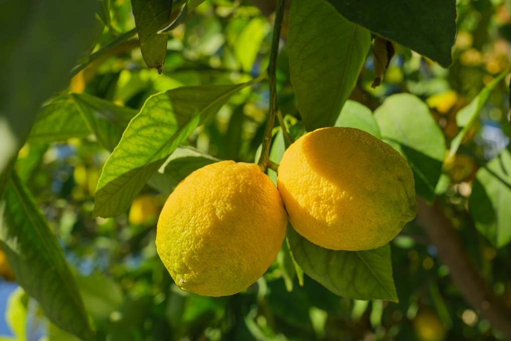 Mùi hương và cũng là thành phần đặc biệt trong sản phẩm Ichi Beauty là trái cam chanh Yuzu được trồng trên đảo Shikoku (Ảnh: Freepik).