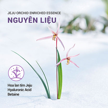 Tinh chất Innisfree Jeju Orchid Enriched Essence chống lão hóa hoa lan tím 50ml
