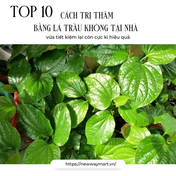 Top 10 cách trị thâm bằng lá trầu không tại nhà tiết kiệm và hiệu quả